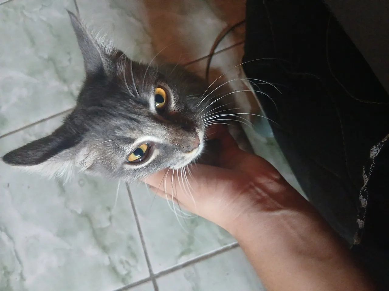 Gato para adoção responsável  - Foto 3