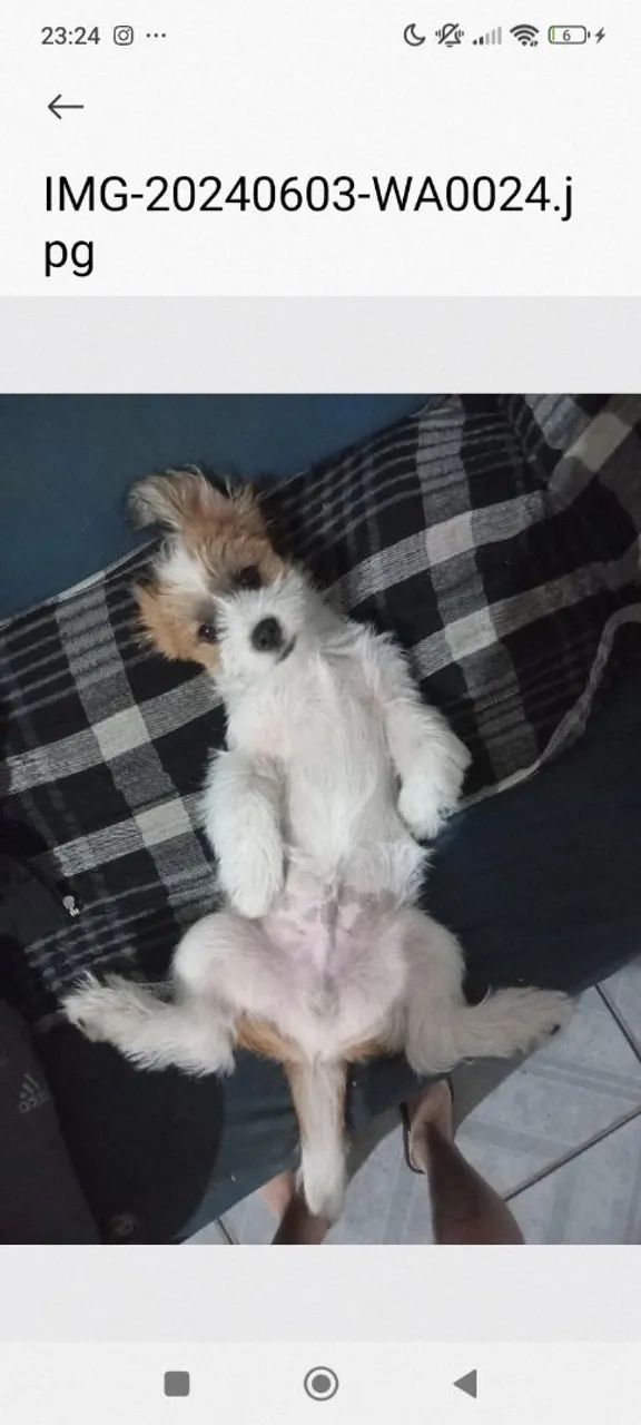 Cachorro para adoção 