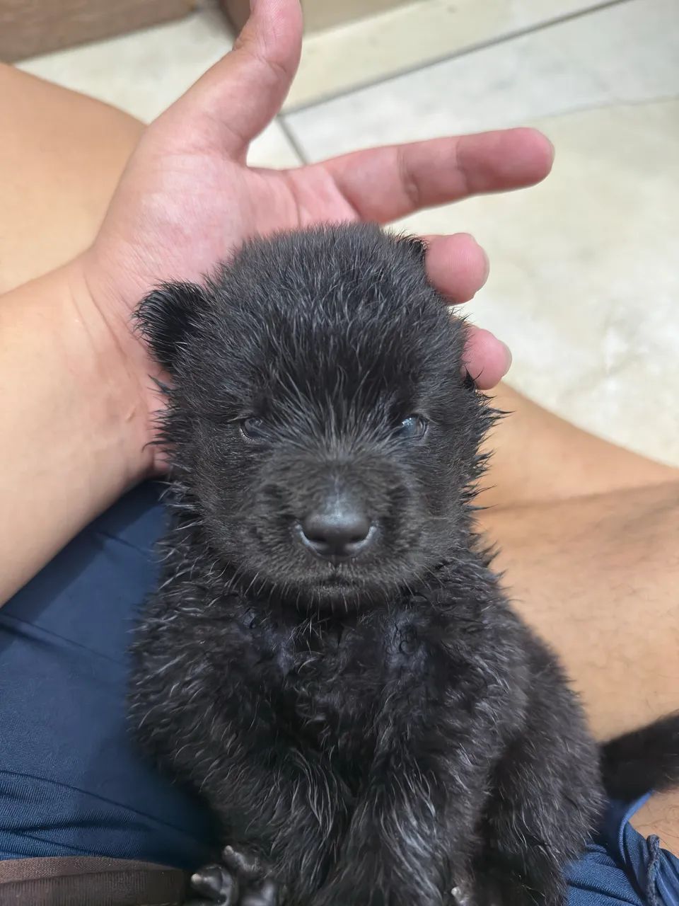 CHOW CHOW PURO - Foto 5
