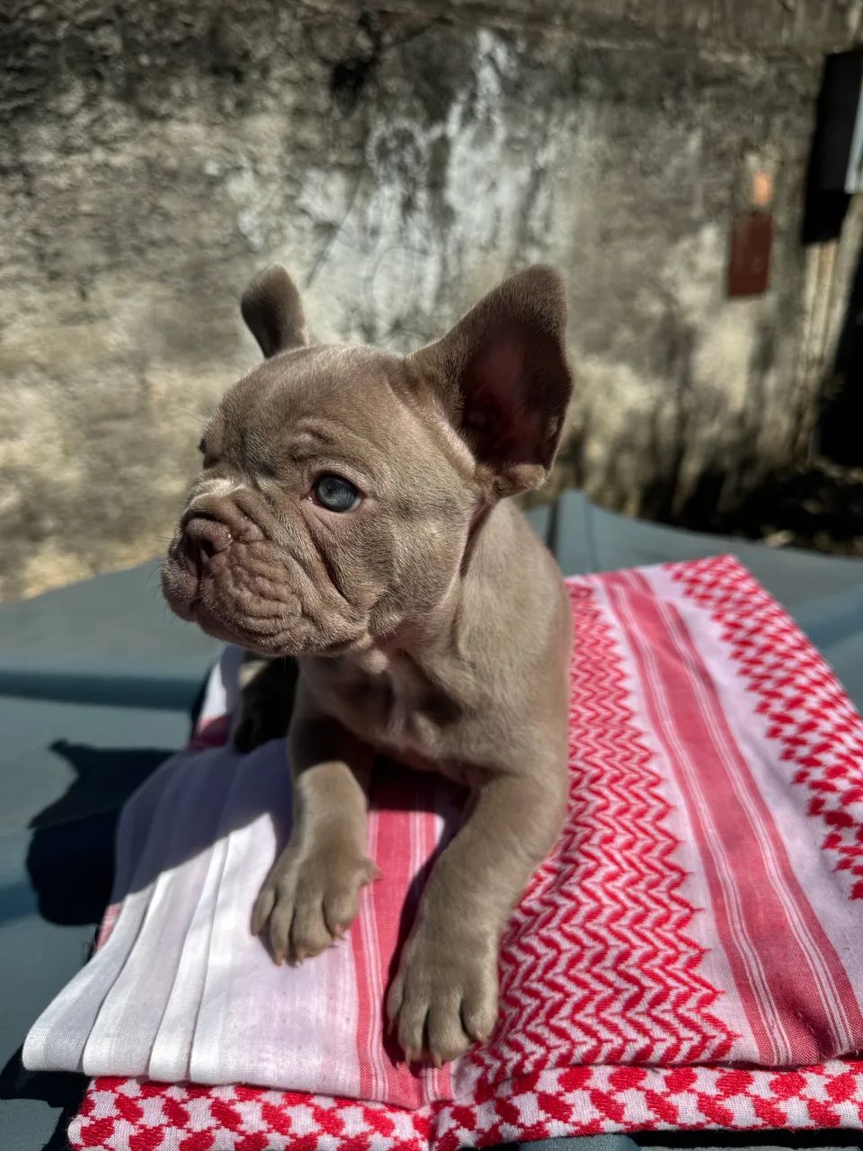 Bulldog Francês  - Foto 3