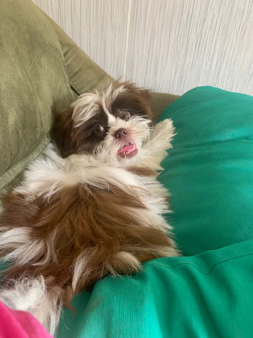 Reserva de Filhotes de Shihtzu - Foto 2