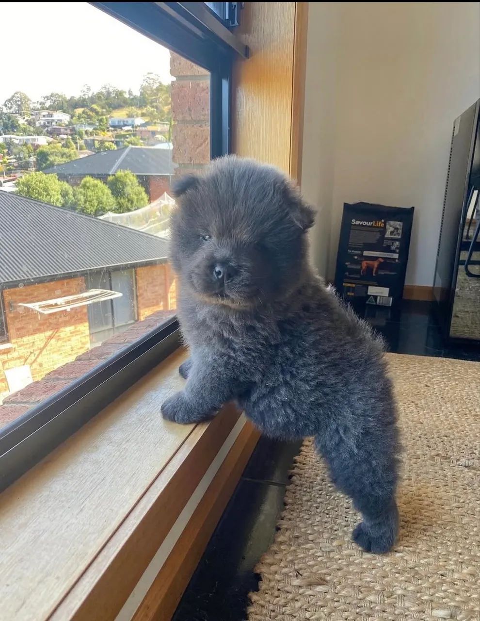Cachorro Chow Chow - Foto 3