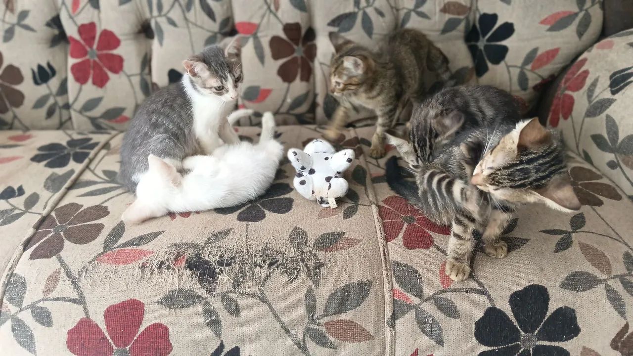 Adoção 
