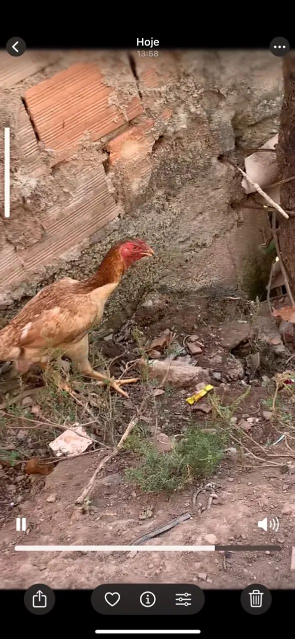 Galinha Índia  - Foto 4