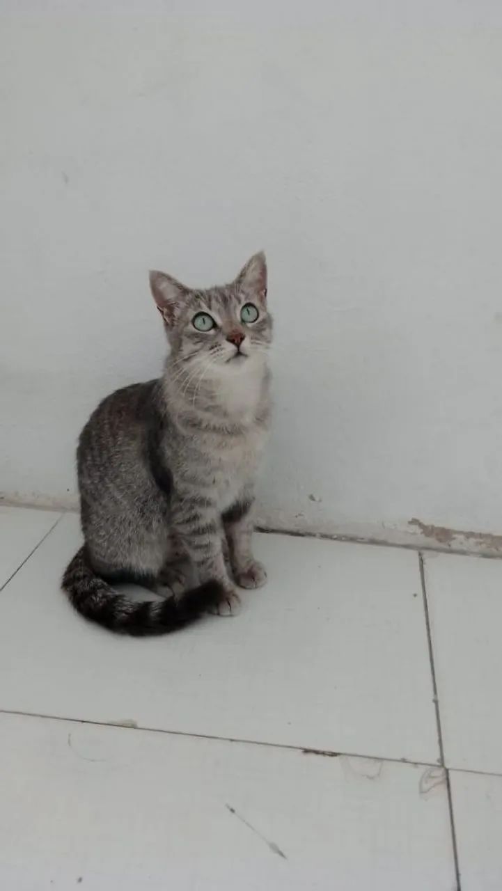 Adoção responsavel - Foto 4