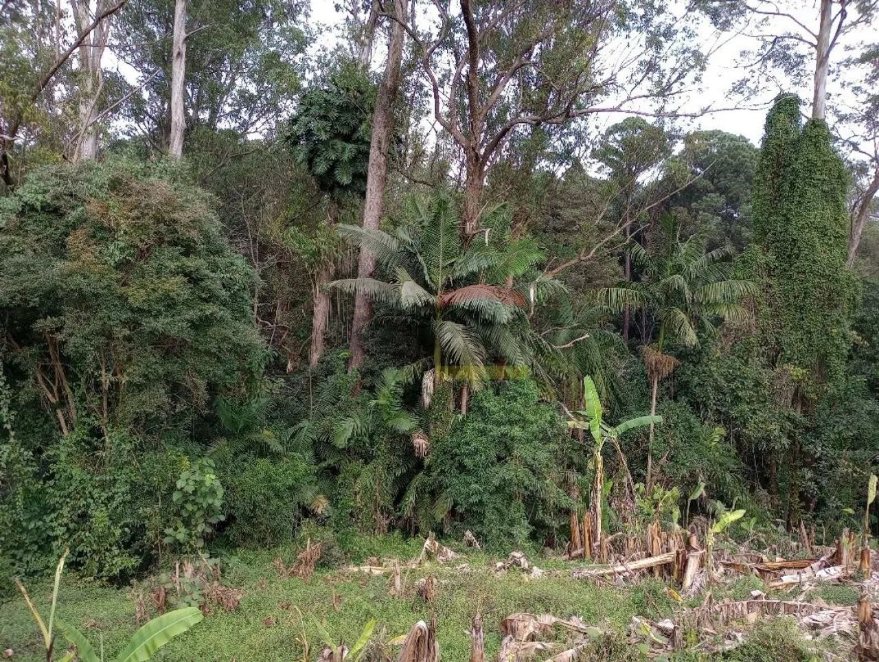 Terreno - Horto Florestal - 21.400 metros - Foto 5