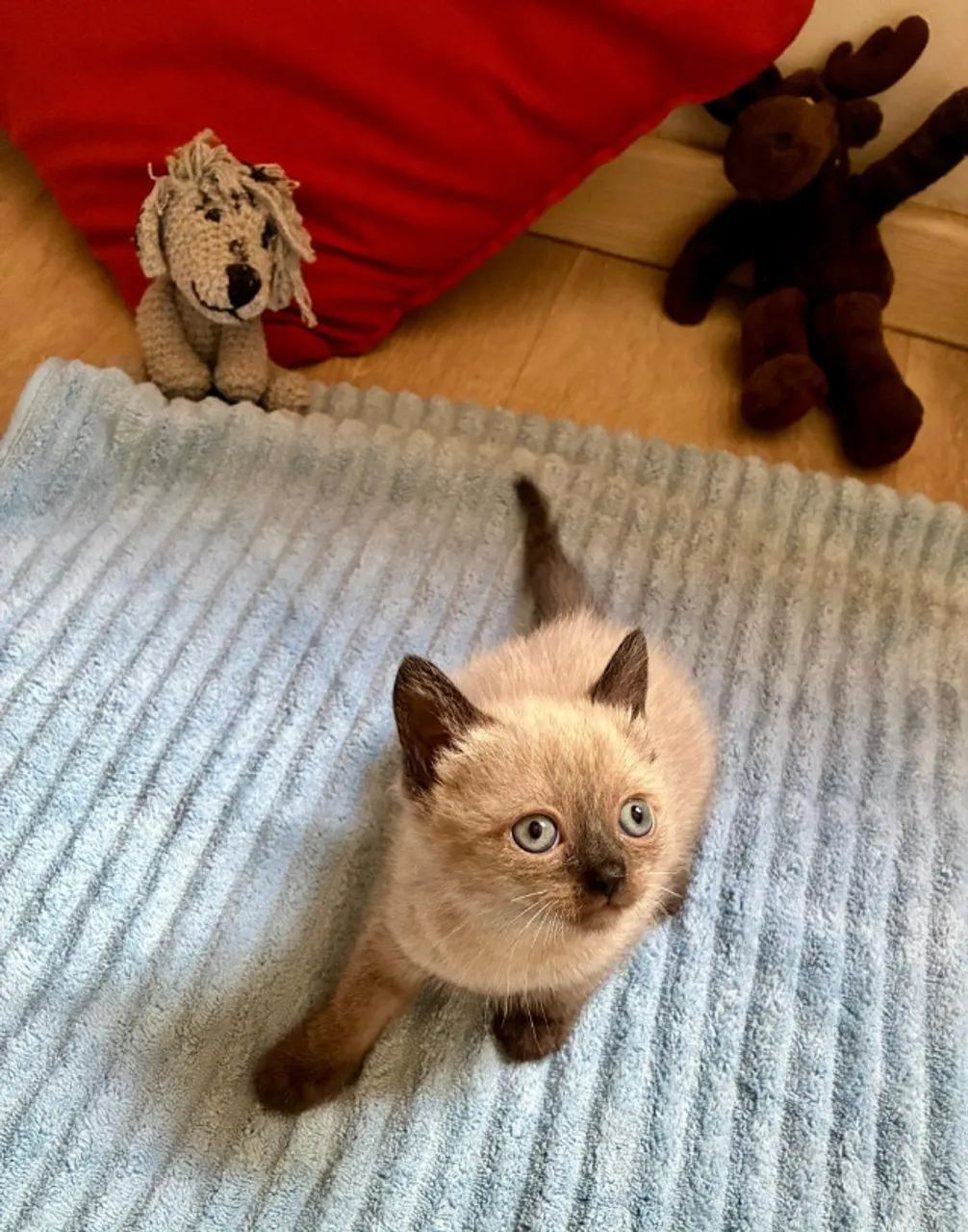 ADOTE A EDITH! - Foto 4