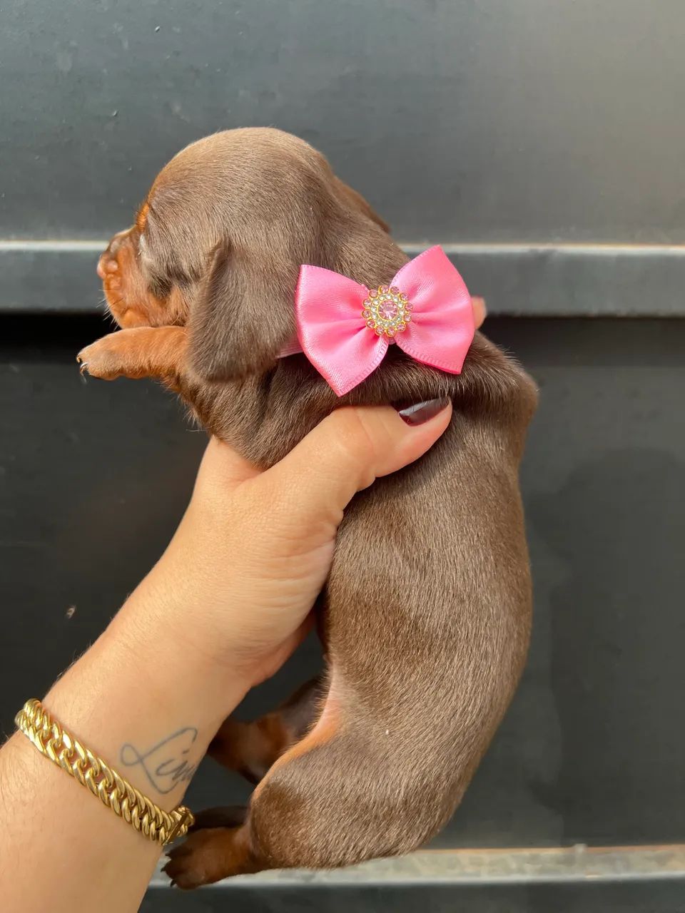Dachshund Basset salsicha Teckel linguicinha - Foto 5