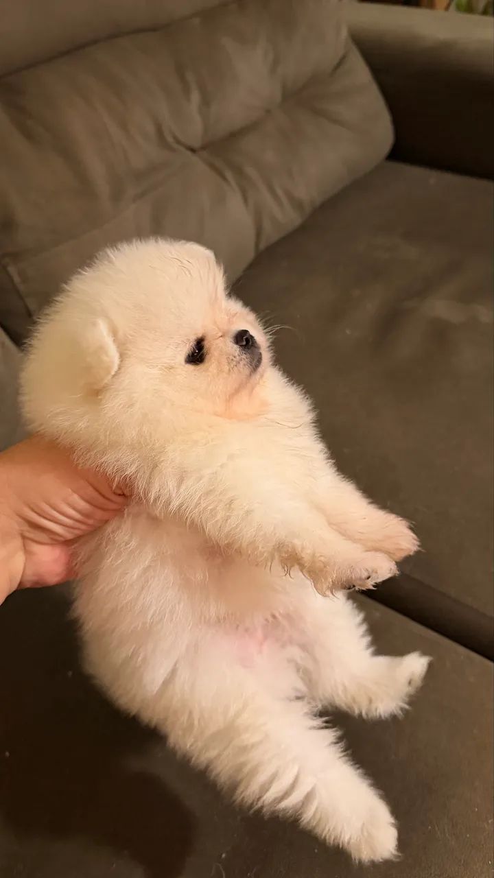 Lulu da pomerânia  - Foto 3