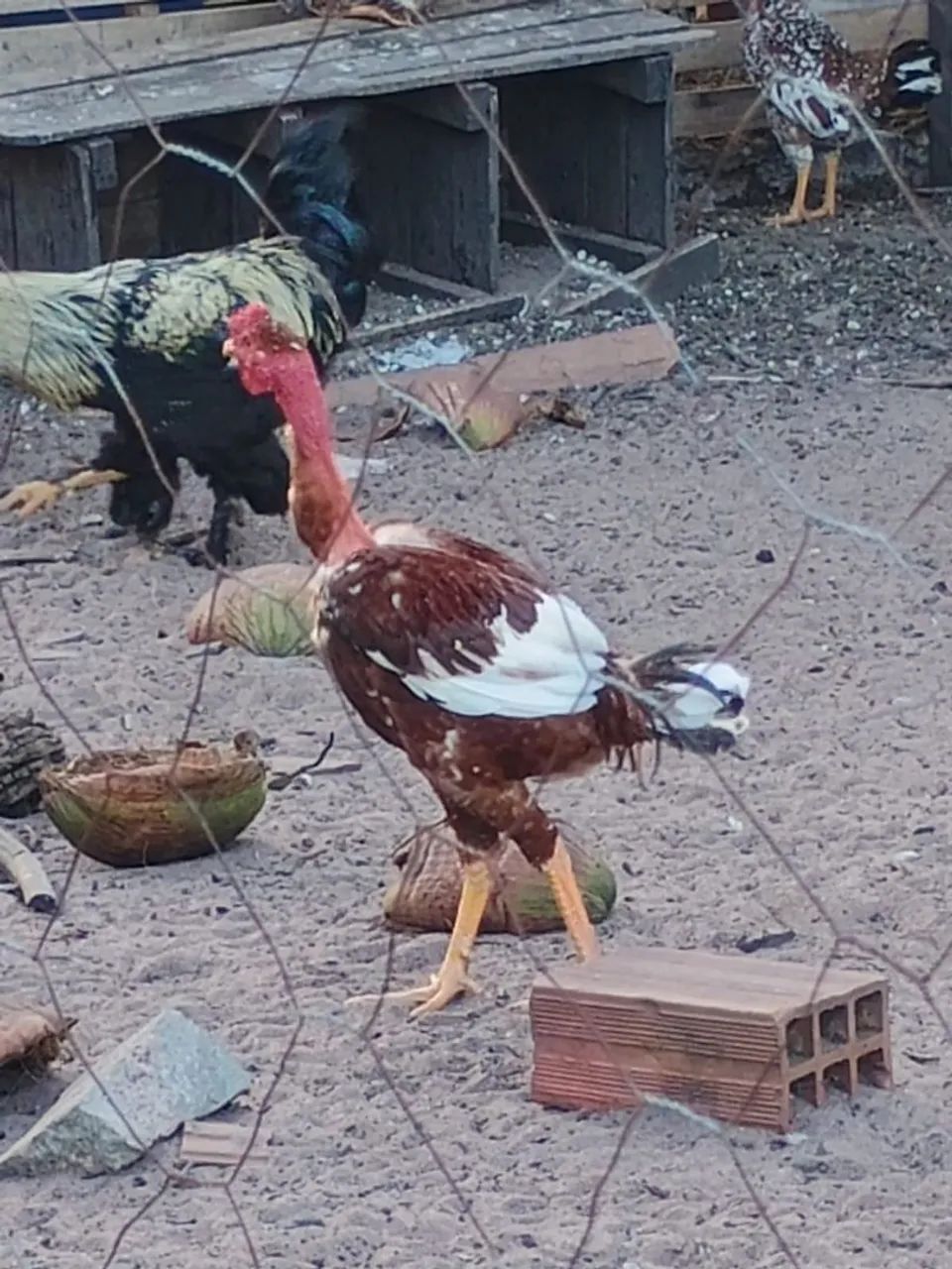 Frangos 