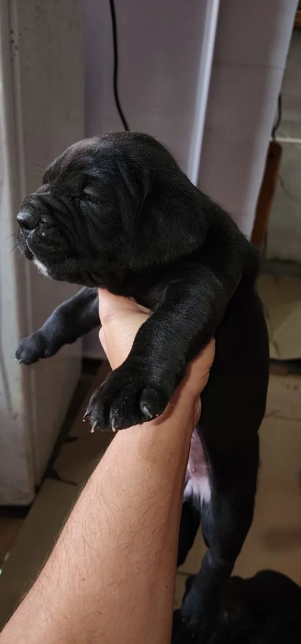 Cane corso - Foto 3