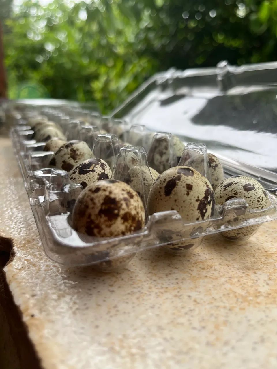 Ovos de codorna para consumo  - Foto 4