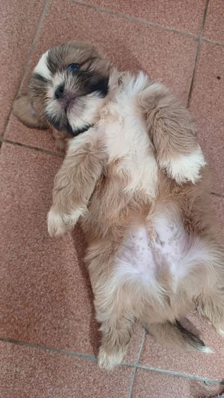 Shih Tzu a venda  - Foto 2