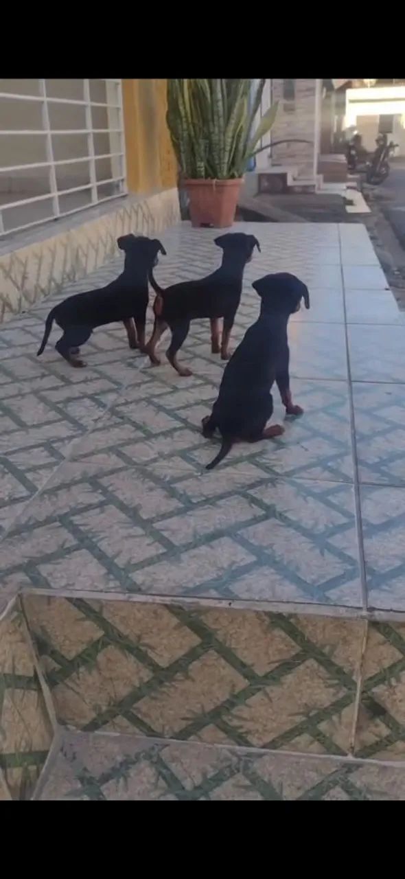 Pinscher