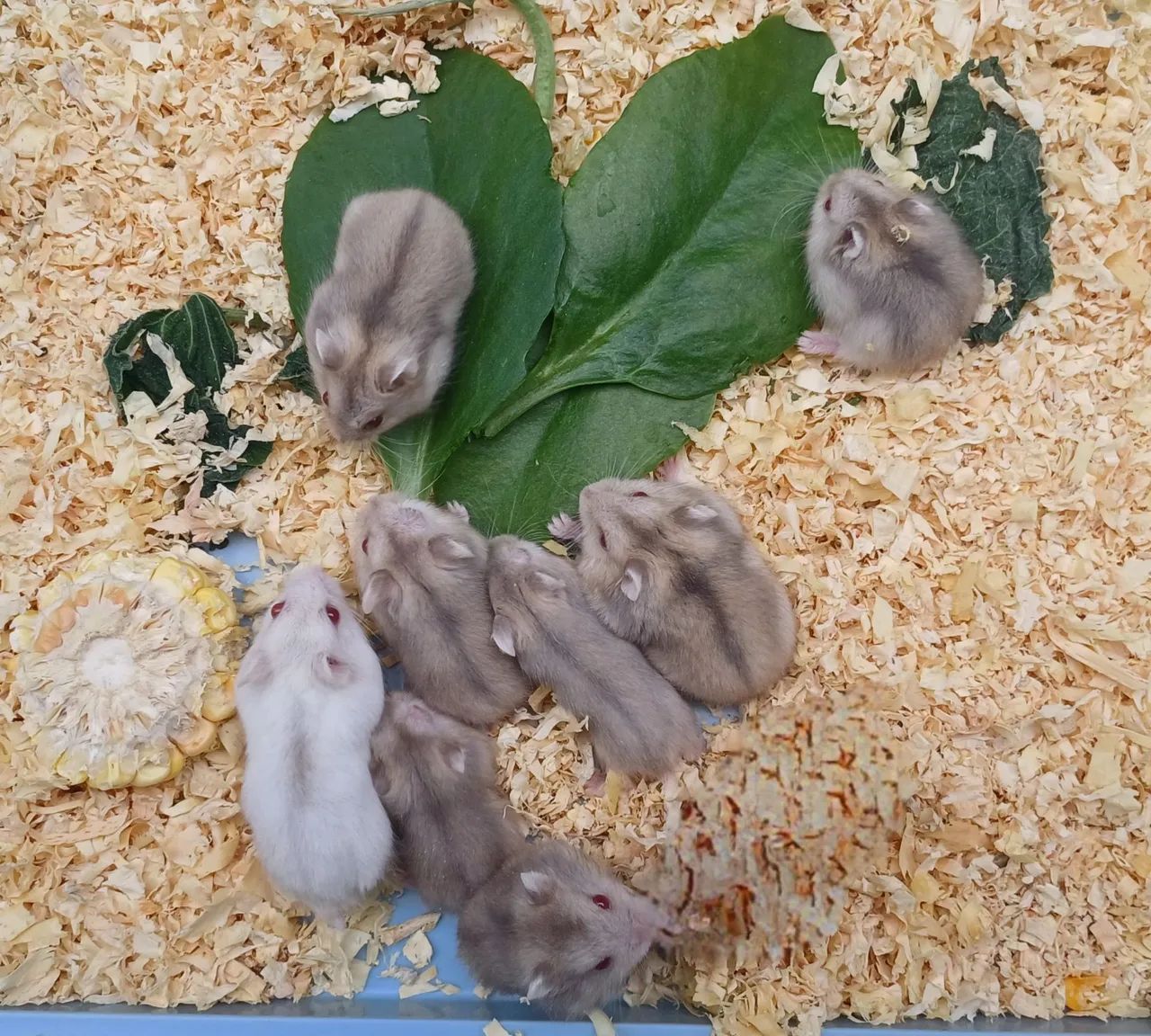 Hamster anão russo  - Foto 2