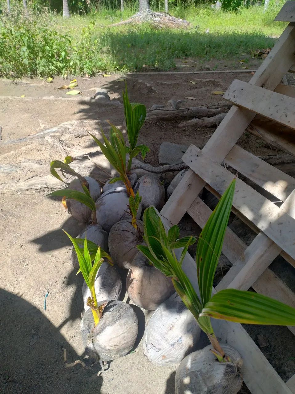 Vendo mudas de côco. - Foto 3