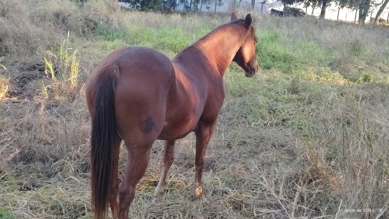 Cavalo Quarto de Milha - Foto 4