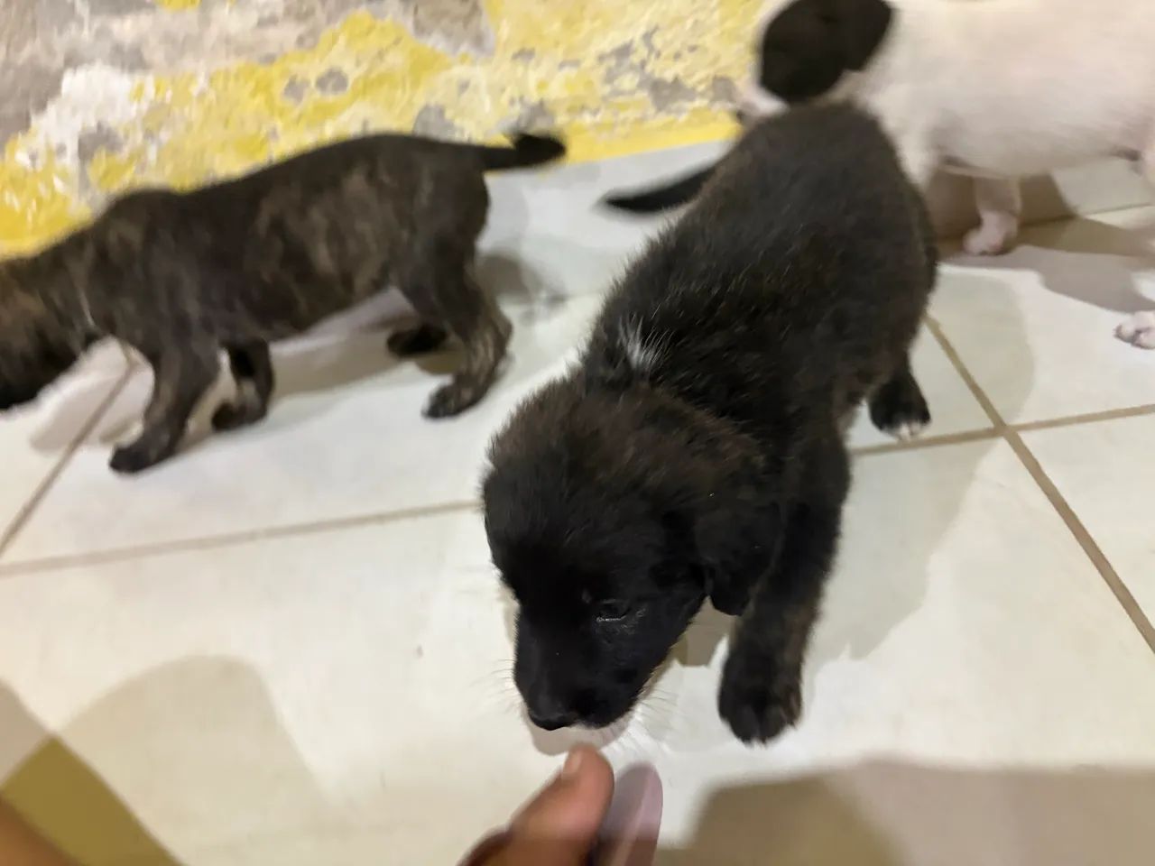 Filhotes de Pastor com Dalmata - Foto 5