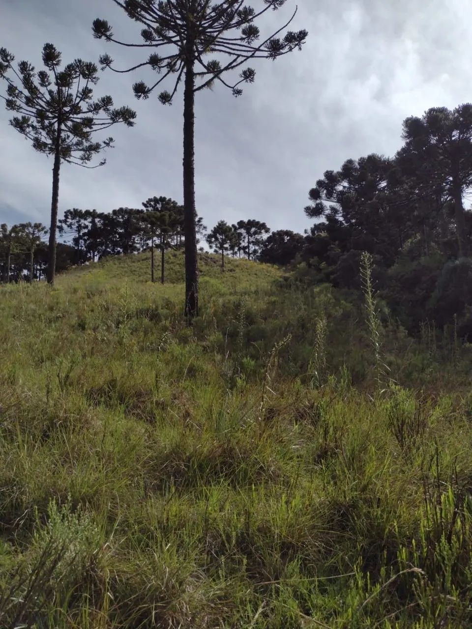 Terreno próximo a Serra do Rio do Rastro - Foto 4