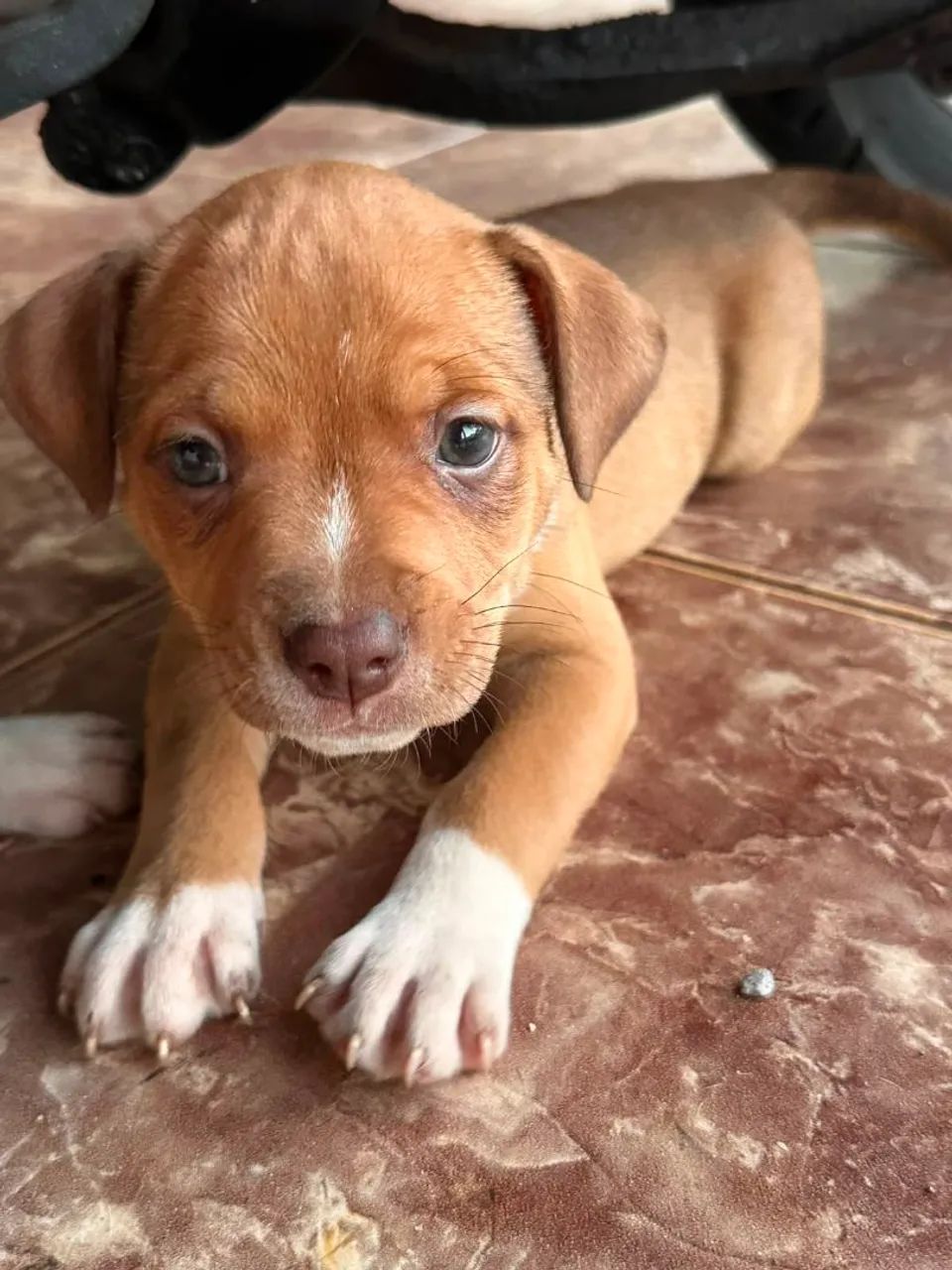American Bully - Foto 5