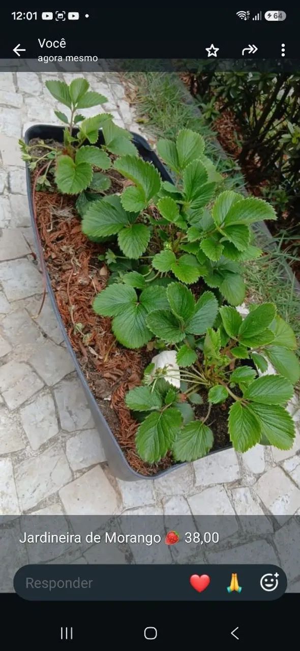 Mudas de Morango ?  - Foto 4