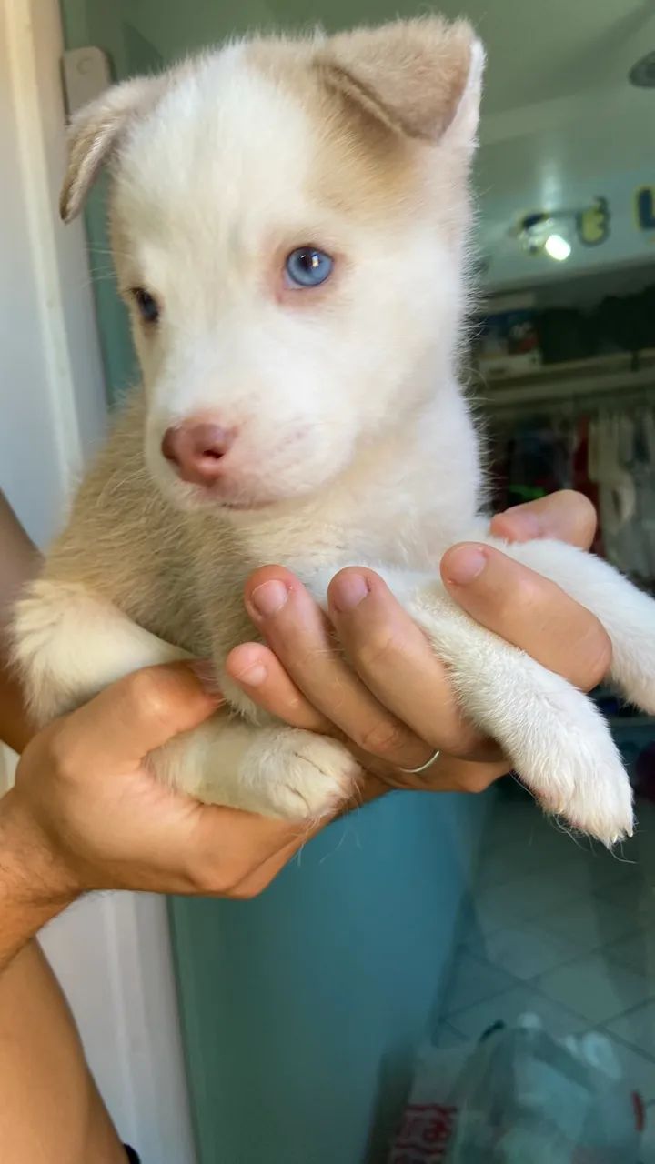 Filhote de Husky (Macho) - Foto 4