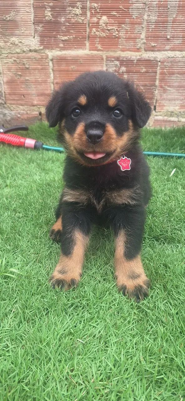 Rottweiler macho - Cachorros - São Benedito 1492824253 | OLX