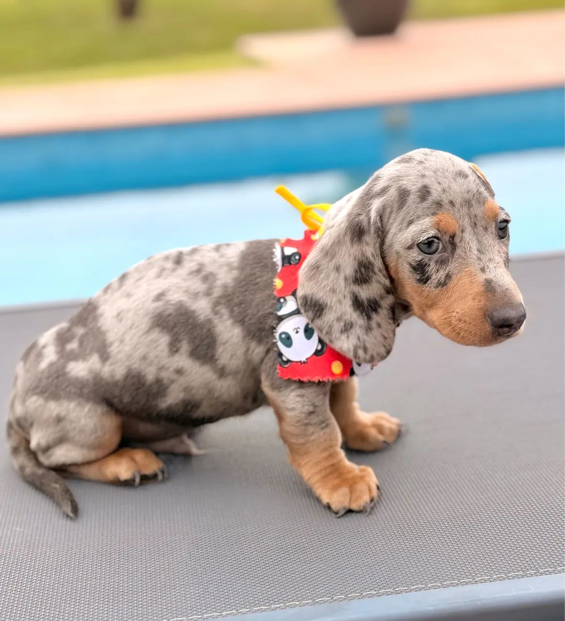 Dachshund linguicinha  - Foto 5