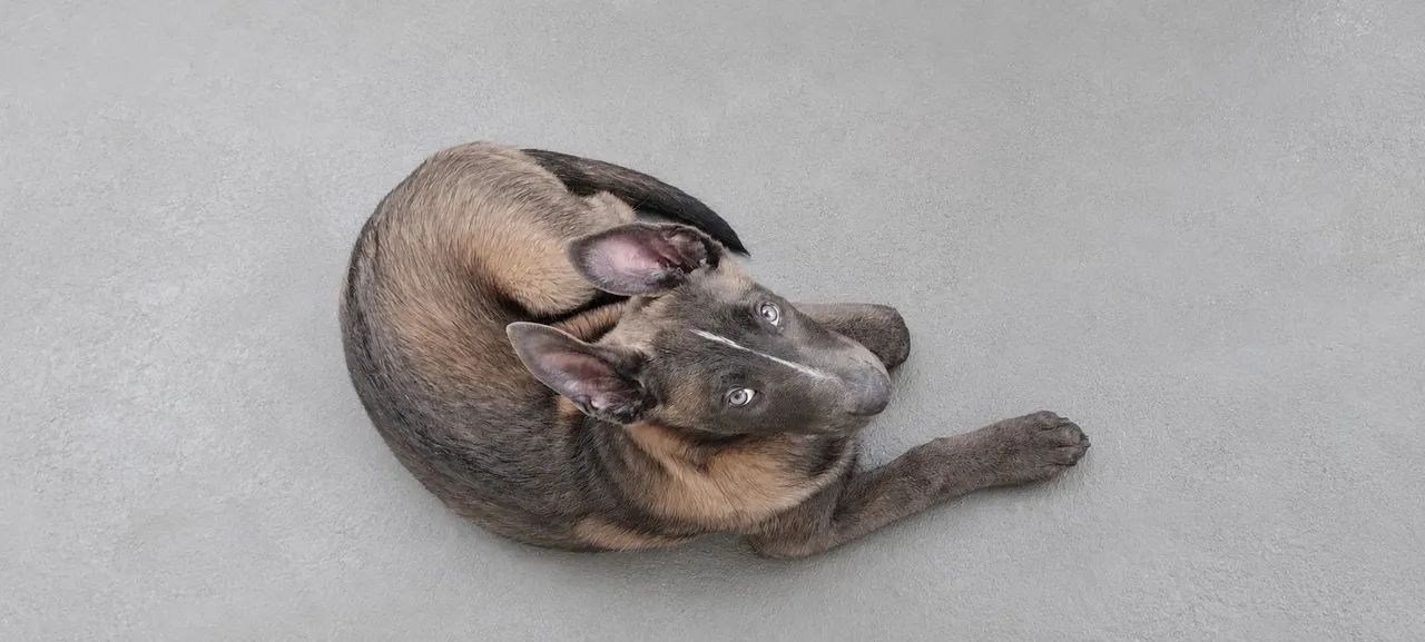 Filhotes de Malinois 