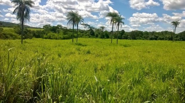 Fazenda em FORMOSA - GO, p/ Pecuária - Foto 10