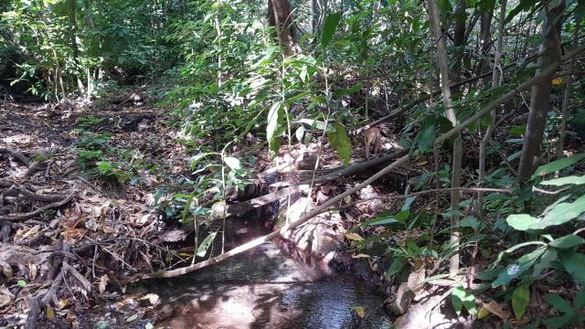 Lindíssima Fazenda de 168 Hectares - Terra Engorda Boi e Criação de Peixes - Foto 12