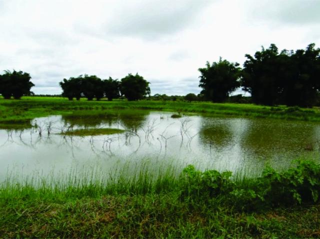 FAZENDA A VENDA EM MS. PANTANAL ALTO ( Pecuária)
