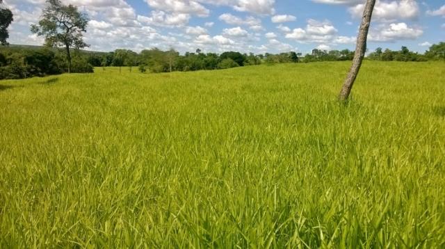 Fazenda em FORMOSA - GO, p/ Pecuária - Foto 18