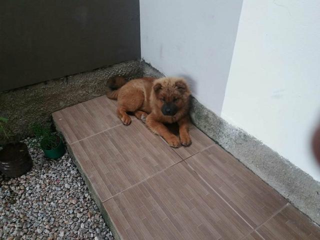 Vendo