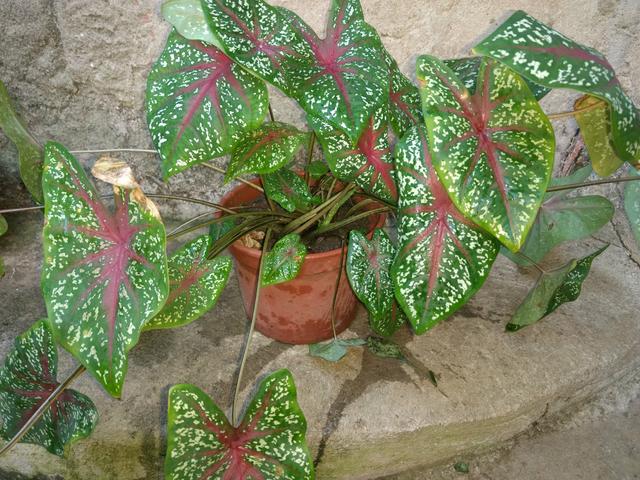 Plantas