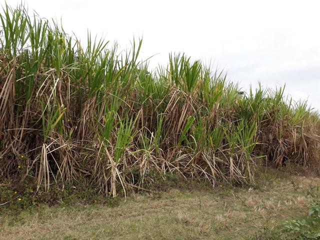 Canavial