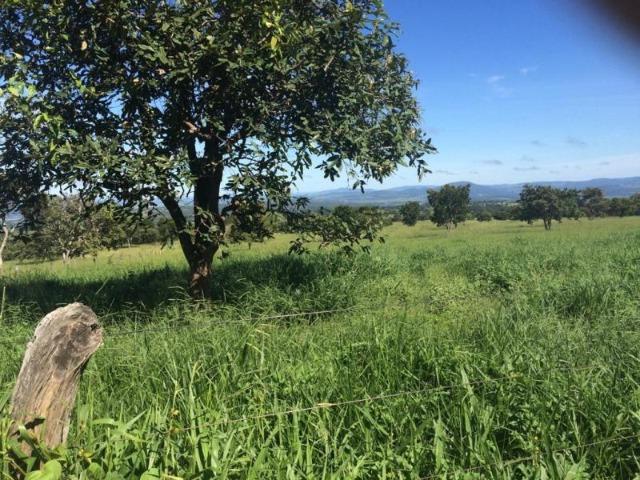 100 Alq. Planta 20 Vermelha Formada Montada Represa na Porta Iporá GO - Foto 19