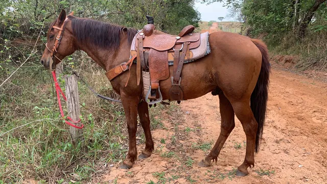 Cavalos - Santa Terezinha, São Paulo