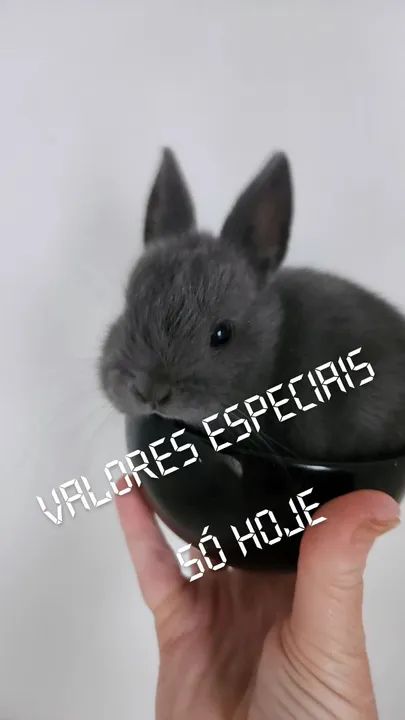 Mini coelho Anao  - só hoje - Promoção 