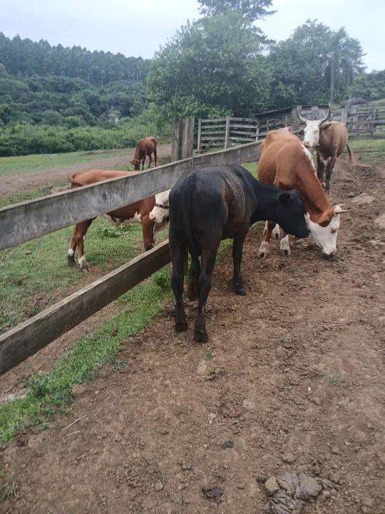 Vendo tourinhos hereford e black angus - Foto 4