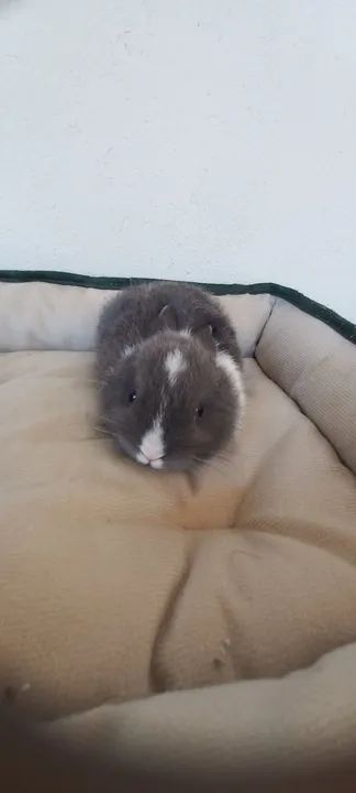 Filhotes anões  - Foto 6