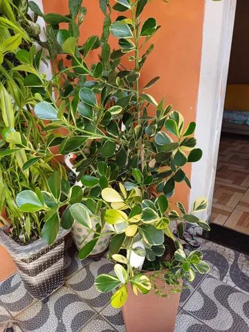 Flor de jade amarela e verde