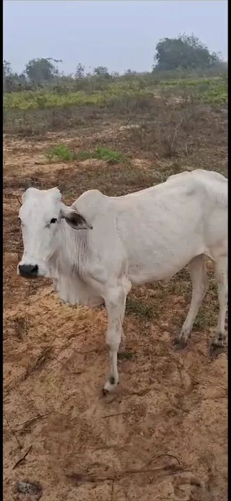 Alagoinhas, Bezerros Nelore ,Novilhas Nelores,Vacas Nelore e Vacas Girolanda. - Foto 6