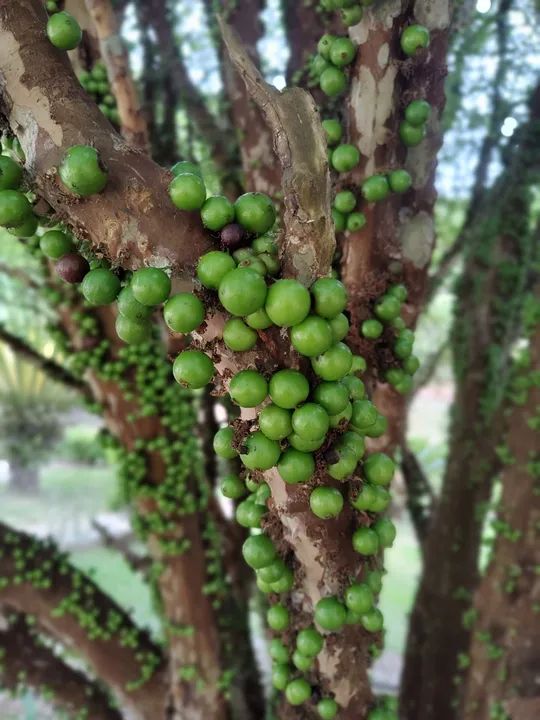 Pé de Jabuticaba Sabará 4m para quem retirar - Foto 5