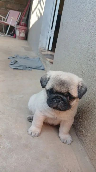 Filhote Pug Fofo - Foto 4