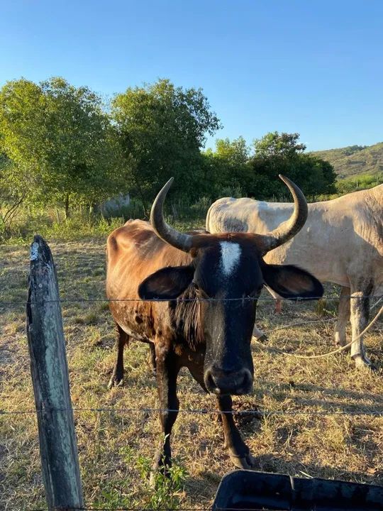 Venda de 03 bois , sendo dois bois adultos e um bezerro - Foto 5