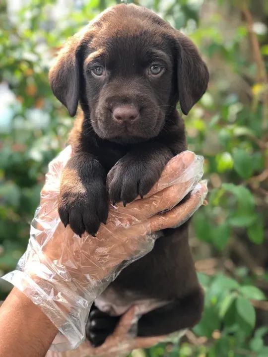 Labrador Todas as raças com ganratia total de saude e veterinario gratuito.
