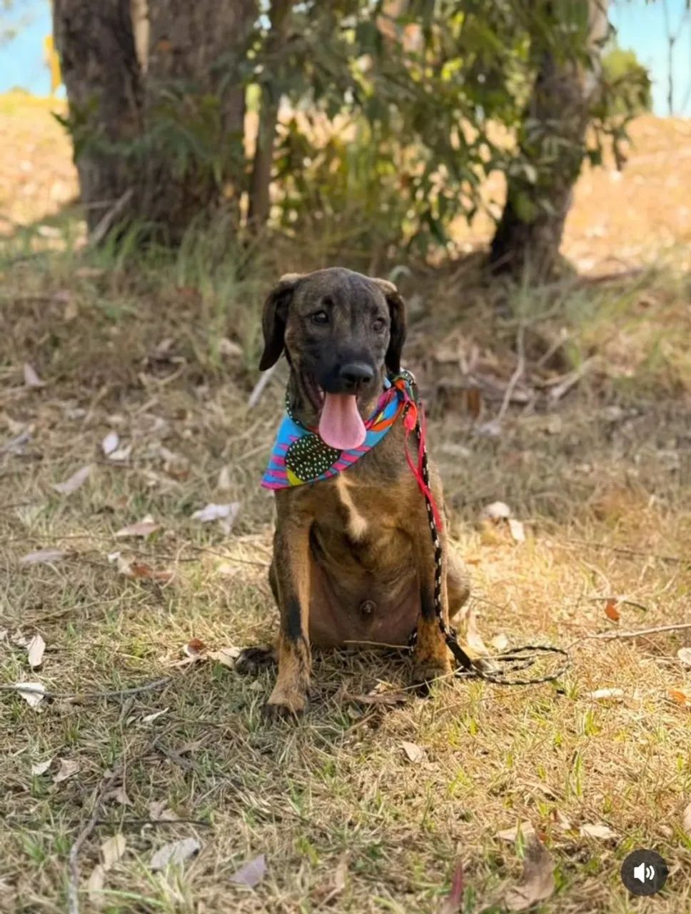 Doação cachorro filhote - 6 meses, porte médio +-10kg