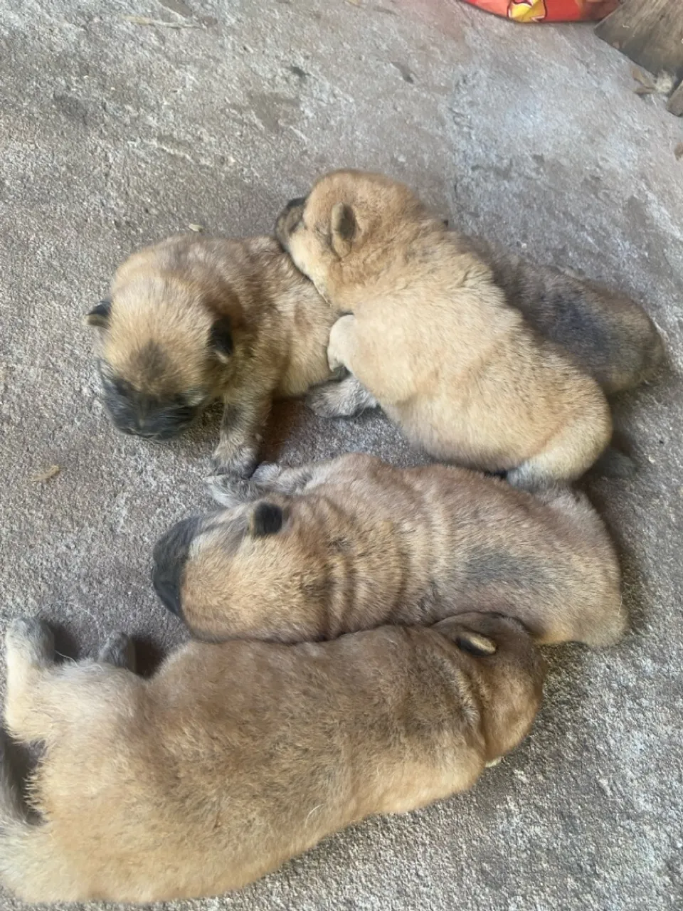 Vendo filhotes de chow-chow