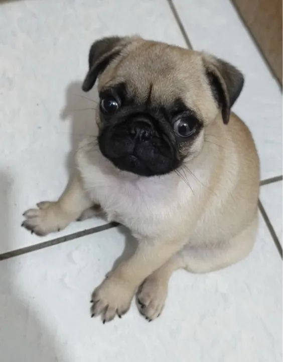 Filhotes de Pug lindos e fofinhos  - Foto 2
